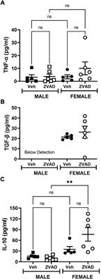 Sex differences in apoptosis do not contribute to sex differences in blood pressure or renal T cells in spontaneously hypertensive rats